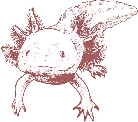 axolotl png|axolotl drawing png.